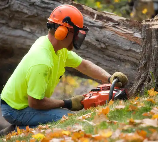 tree services Okemos